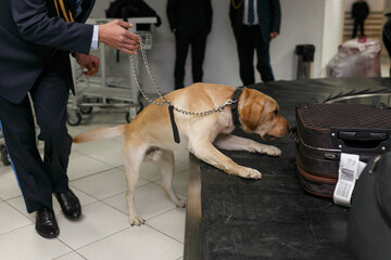 View of a drug detection dog at the airport searching drugs in the luggages.