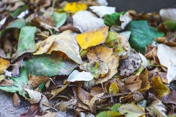 Fallen yellow leaves on autumn grass. Season change concept.