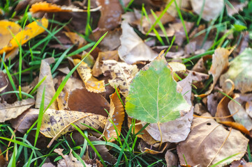 Fallen yellow leaves on autumn grass. Season change concept.