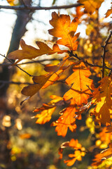 Naklejka na ściany i meble Orange leaves on tree branch, close up, soft selective focus. Season change concept.