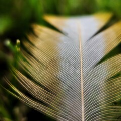 macro feather on grass