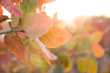 Colorful leaves on tree branch, close up, soft selective focus. October mood. Mid autumn.
