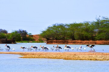 Duck on water scene. Duck water. Duck swim. Ducks swimming water
Duck in the River/Lack at Kutch, Gujarat, India
