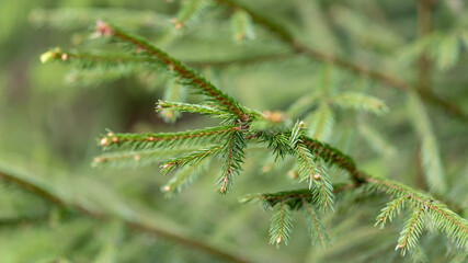 Macro sprig of spruce in forest. Young shoots on tops of spruce branches on blurred background of evergreen plants