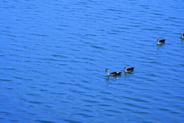 Duck on water scene. Duck water. Duck swim. Ducks swimming water
Duck in the River/Lack at Kutch, Gujarat, India
