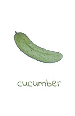 One of a set of hand drawn vector illustrations
cucumber painted with colored pencils