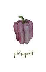 One of a set of hand drawn vector illustrations
bell pepper paprika painted with colored pencils and the inscription