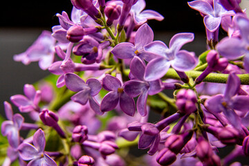 Fototapeta na wymiar Macro image of spring lilac violet flowers, abstract soft floral background