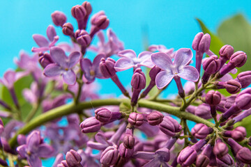 Fototapeta na wymiar Branch with spring blossoms pink lilac flowers on a blue background, bright blooming floral background. Close up