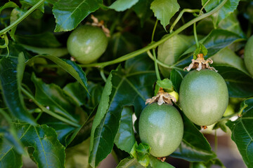 Green unripe passionfruit hang on tree,Passiflora edulis,climber fruit