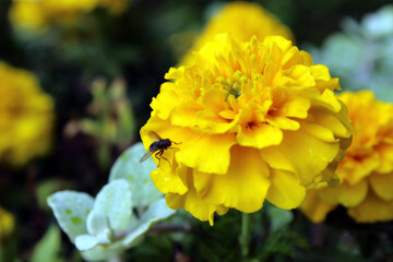 Yellow french marigold and fly