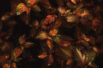 Exotic golden orange leaves as botanical floral natural autumn pattern background texture backdrop wallpaper   