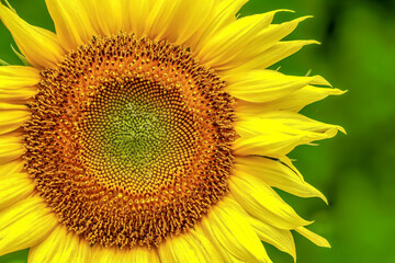 Obraz premium ヒマワリの花 Sunflowe