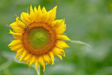 ヒマワリの花 Sunflowe