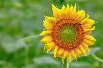 ヒマワリの花　Sunflowe