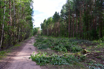 Large quantity of cut and stacked spruce timber in forest for transported. Stack of cut logs. Logging timber industry. Wood logs at illegal logging. Deforestation background