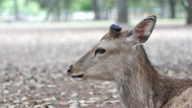 Close-up of a deer face in Nara Park.