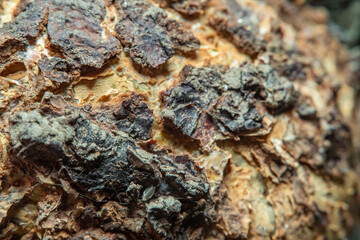Background with a close-up of the bark of a tree heavily damaged from old age with breaks and cracks. The image is in soft focus.