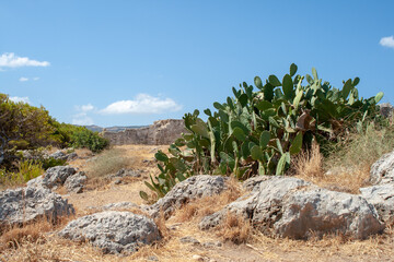 Mediterranean landscape with stones and succulents in the foreground in hot, sultry summer
