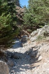 mountain river in the forest