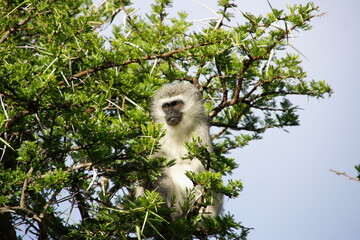 monkey in the tree