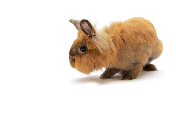 Isoliertes braunes Kaninchen auf weissem Hintergrund