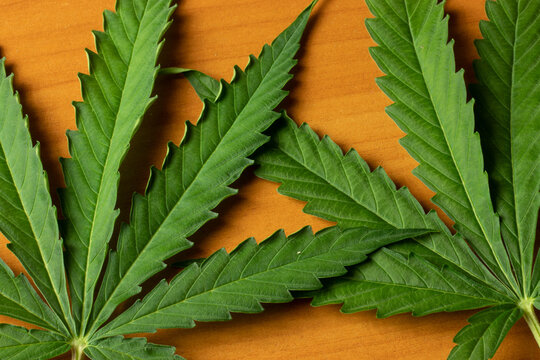 Marijuana cannabis leaf top view close-up. Weed plant