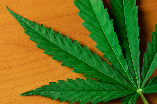 Large green cannabis leaf top view on background. Copy space design. Marijuana business. THC industry concept