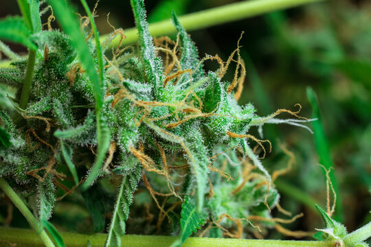 Cannabis close-up photo of buds. Marijuana macro shot. THC crystals trichomes.