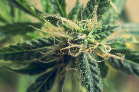 Close up macro of cannabis plant with THC. Marijuana buds. Weed leaves