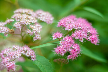 Green spiraea bush with lots of pink flowers in the park. Close-up of small white and pink decorative flowers.