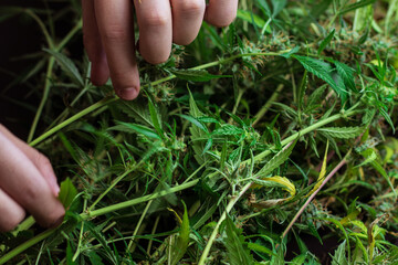 Harvest of cannabis plant. Commercial weed industry. Man hands touching marijuana leaves. Processing and trim of THC