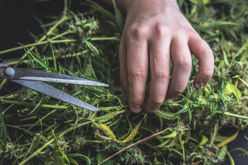 Cannabis Trimming process , marijuana trim with scissors