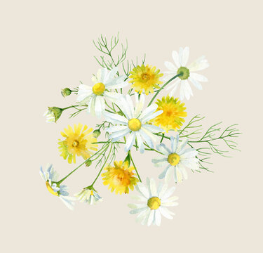 Watercolor composition of chamomile and dandelion flowers