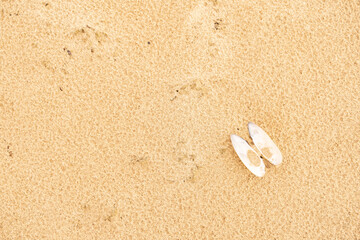 Fototapeta na wymiar Sandy beach on the Baltic sea. Gulf of Finland. Summer. Rocks and mussel shells.