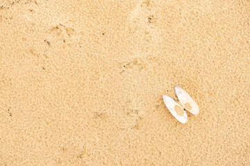 Sandy beach on the Baltic sea. Gulf of Finland. Summer. Rocks and mussel shells.