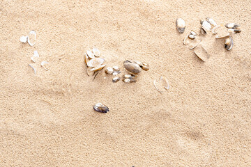 Sandy beach on the Baltic sea. Gulf of Finland. Summer. Rocks and mussel shells.