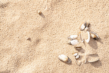 Sandy beach on the Baltic sea. Gulf of Finland. Summer. Rocks and mussel shells.