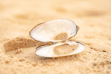 Sandy beach on the Baltic sea. Gulf of Finland. Summer. Rocks and mussel shells.