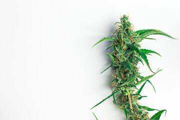 Marijuana weed bud isolated on white background. Cannabis with copy space
