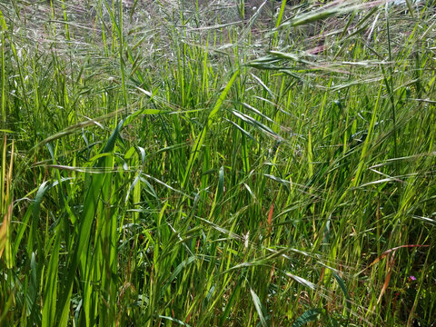 Fondo de malas hierbas gramíneas de hoja estrecha y verde con flores en forma de espiguilla movidas por el viento.