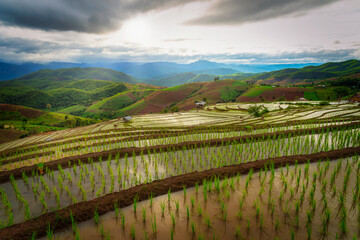 Fototapeta premium Beautiful scenery of rice terraces at Pa Bong Piang in northern of Thailand that just started to plant the rice during rainy season.