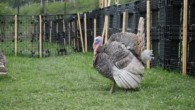 Free range male domestic turkey (Meleagris gallopavo) strutting and grazing in the garden of bio farm in HD VIDEO. Organic farming, animal rights, back to nature concept.