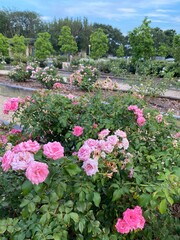 pink flowers in the garden