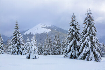 From the lawn, a panoramic view of the covered with frost trees in the snowdrifts, high mountain...