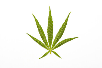 canabis marijuana leaf sativa weed hemp hash leafs