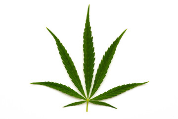 canabis marijuana leaf sativa weed hemp hash leafs