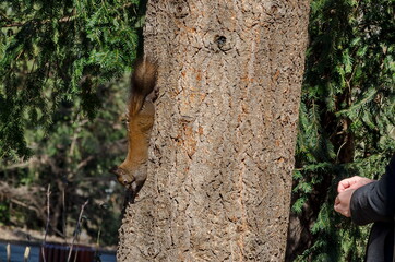 Brown-tailed squirrel on a tree trunk in a park looking for food, Sofia, Bulgaria  