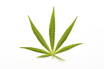 canabis marijuana leaf sativa weed hemp hash leafs