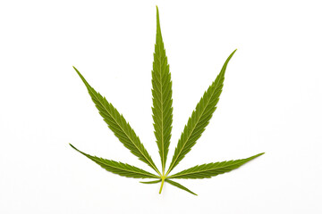 canabis marijuana leaf sativa weed hemp hash leafs
